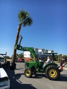 Palms were carried by Tom's tractor.